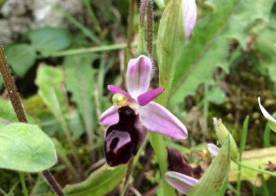 Ophrys sp